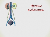 Презентация по биологии на тему Выделение 8 класс