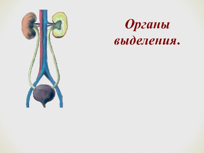 Выделительная система человека 8 класс презентация биология