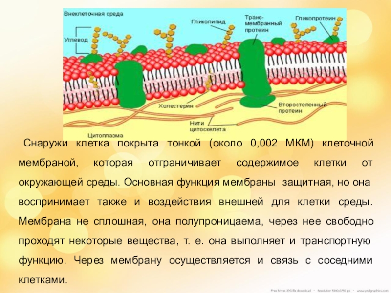 Покрывает клетку снаружи. Клеточная мембрана снаружи покрыта. Клетка покрыта мембраной. Мембрана животных клеток снаружи покрыта:.