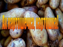 Презентация по ознакомлению с окружающим миром Ах, картошечка, картошка! в старшей группе