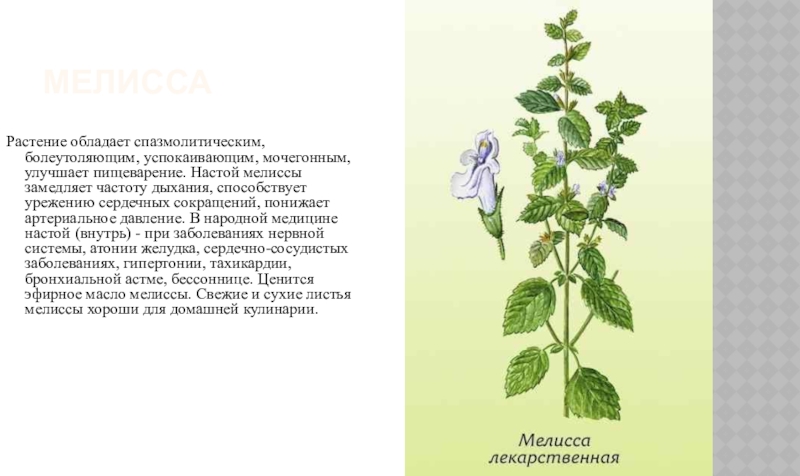 Растение мелисса фото и описание