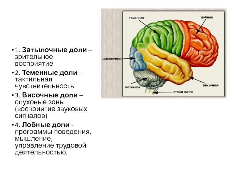 Рассмотрите рисунок обозначьте функции за которые отвечают выделенные зоны полушарий