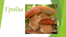 Презентация к уроку Царство Грибы
