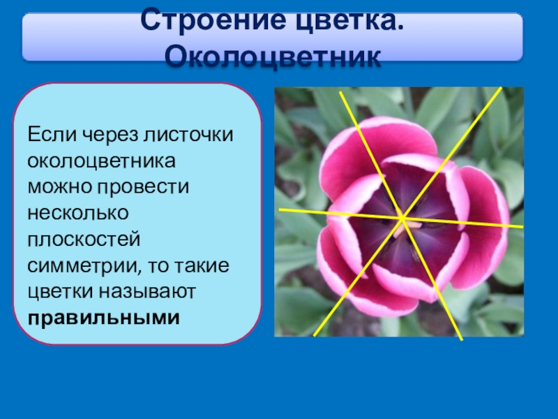 Лист околоцветника. Листочки околоцветника. Строение околоцветника. Редуцированный околоцветник. Околоцветник по симметрии.