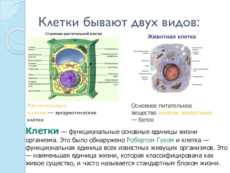 Какие бывают клетки