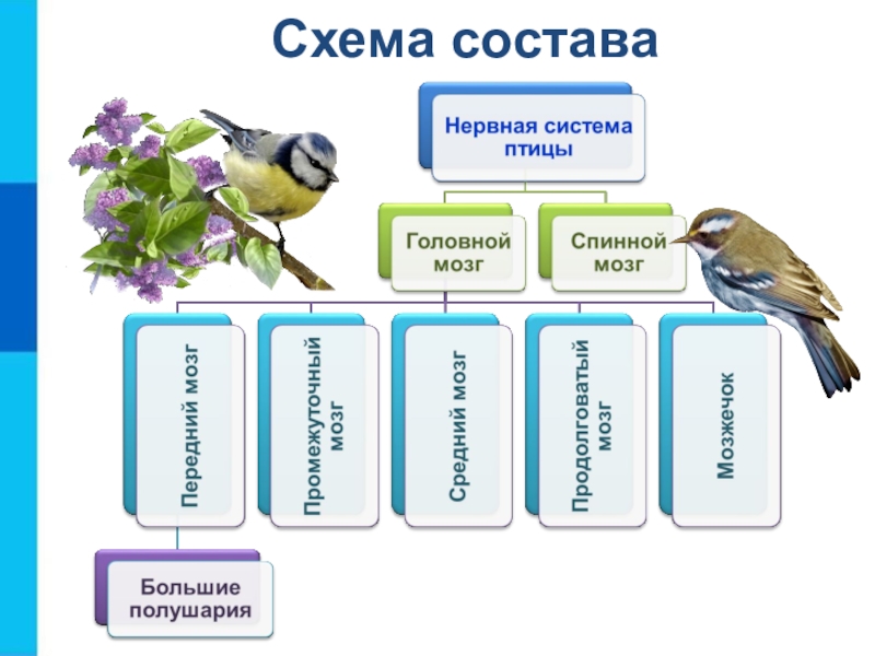 Системы объектов 6 класс презентация