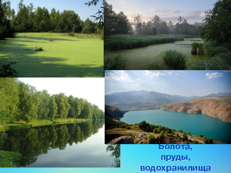 Чем озеро отличается от озера. Пруд и болото отличие. Воду суши: озера,болота,пруды,водохранилища. Озеро пруд отличие. Отличие пруда от озера.
