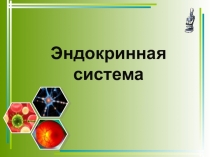 Презентация по биологии на тему Эндокринная система (8 класс)