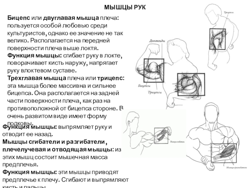  МЫШЦЫ РУКБицепс или двуглавая мышца плеча: пользуется особой любовью среди культуристов, однако ее значение не так велико. Располагается на передней