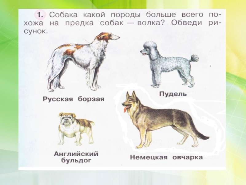 Породы собак окружающий 2 класс рабочая. Собака в окружающем мире. Презентация про собаку 1 класс. Породы собак 1 класс. Окружающий мир 1 класс породы собак.