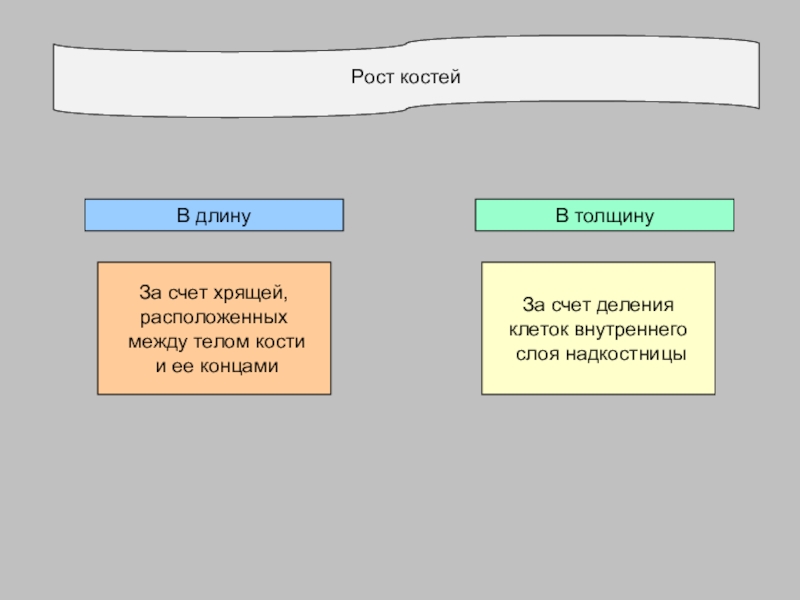 Рост кости в толщину. Засчёт и за счёт правило. Рост костей в длину и толщину. Засчет или за счет.