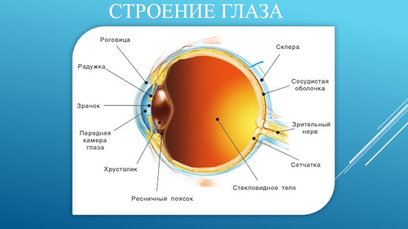 Заболевания органа глаза. Строение глаза. Заболевания органов зрения. Заболевания и нарушения органов зрения. Строение глаза и заболевания глаз.