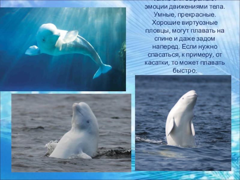 К какой группе океана относится белуха. Белый Дельфин Белуха Сочи. Характеристика Белухи. Белый кит движения пловца. Белуха движение тела.