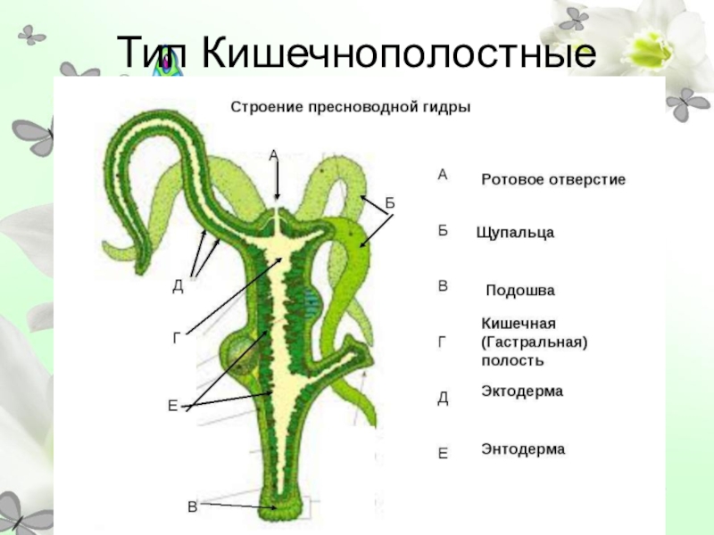 Тип Кишечнополостные