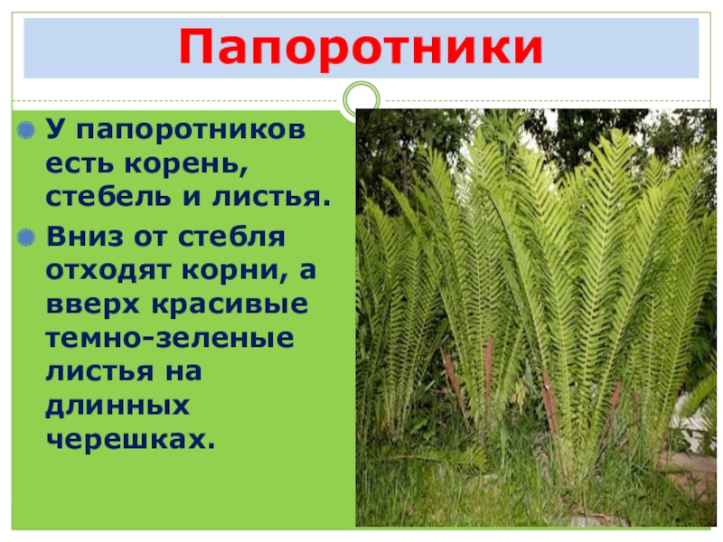 Наличие корня у папоротников. У папоротниковидных есть корень. У папоротников есть корни. У папоротника есть стебель. Корень папоротника.