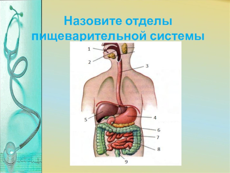 Отделы пищеварительной системы