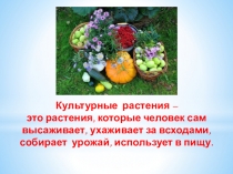 Презентация по биологии: Культурные растения (4-5 класс)
