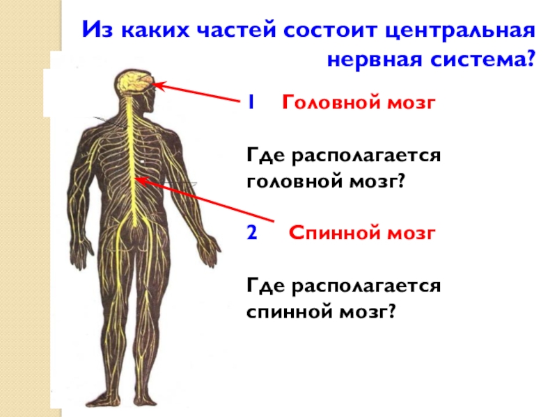 Где находится головной