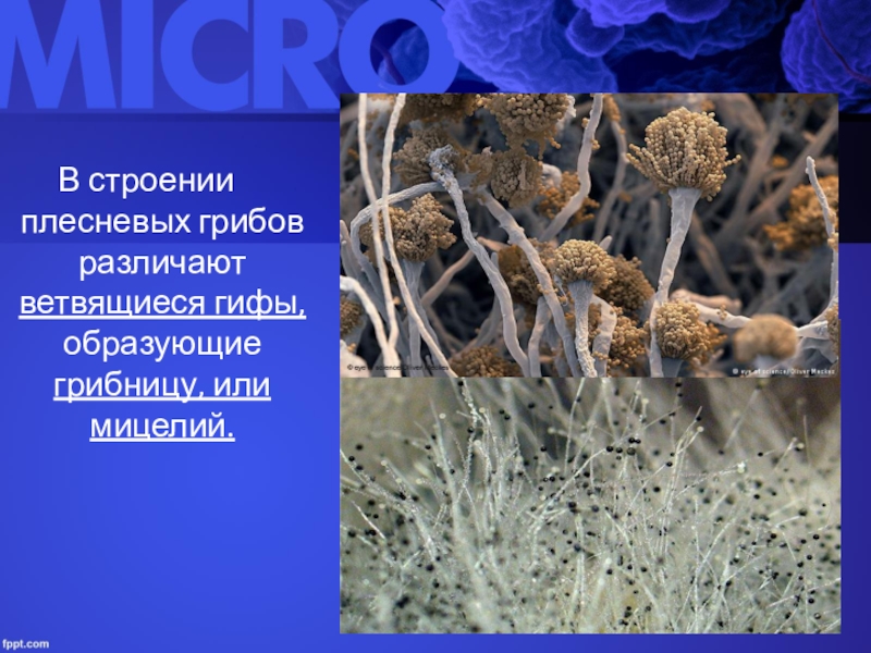 Гифы гриба это. Плесневелые грибы мицелий. Строение плесневых грибов. Строение плеснивелых грибов. Строение плесени.