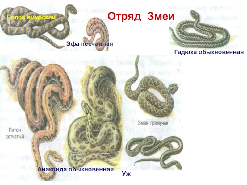 7 змей. Змеи представители. Отряд змеи представители. Виды змей названия. Представители подотряда змей.