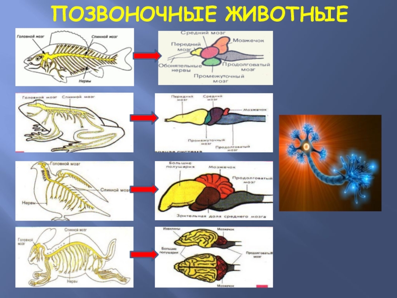 Позвоночные представители. Позвоночных животных. Движение позвоночных животных. Классы позвоночных животных. Координация и регуляция.