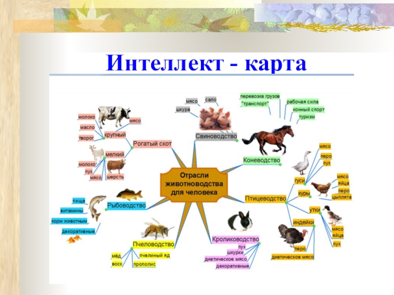 Ментальная карта по теме млекопитающие