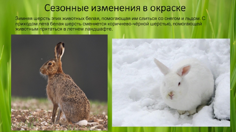 Изменение окраски зайца беляка. Заяц Беляк модификационная изменчивость. Заяц меняет окраску. Зайцы меняют окраску зимой.