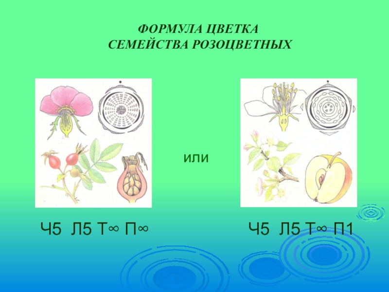 10 формула цветка. Диаграмма цветка розоцветных растений. Семейство Розоцветные формула цветка. Семейство Розоцветные формула цветка 6 класс. Формула цветка яблони биология 6 класс.