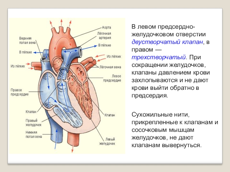 Сердце биология 8 класс