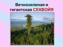 Презентация по окружающему миру на тему Секвойя (3 класс)