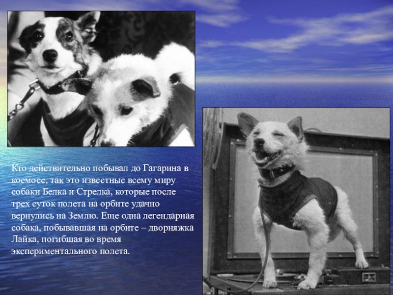 Кто действительно побывал до Гагарина в космосе, так это известные всему миру собаки Белка и Стрелка, которые