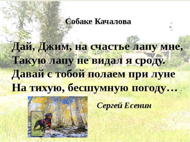 Есенин собака. Собаке Качалова Есенин. Сергей Есенин — собаке Качалова (дай, Джим, на счастье лапу мне). Стихотворение дай Джим на счастье лапу мне. Собаке Качалова стих.