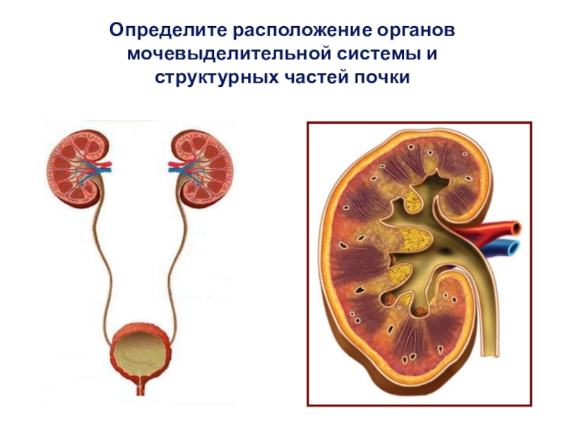 Мочевыделительная система человека презентация 8 класс