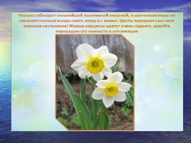 Нарцисс вернется. Нарцисс цветок описание. Нарцисс Легенда о цветке. Нарцисс весенний цветок описание. Нарцисс цветок для детей.