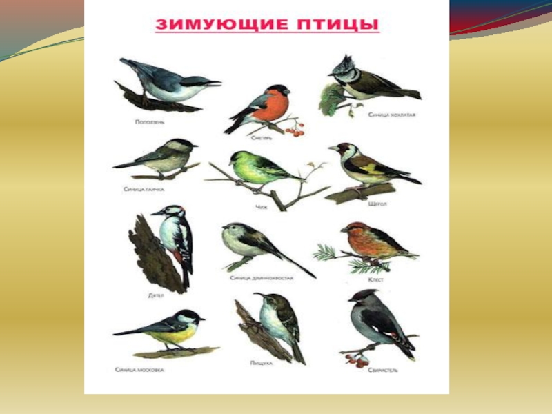 Птицы окружающий. Где зимуют птицы. Карточка где зимуют птицы. Где зимуют птицы задания для 1 класса. Картинки где зимуют птицы.