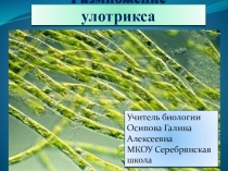 Презентация по биологии на тему Размножение улотрикса (6 класс)