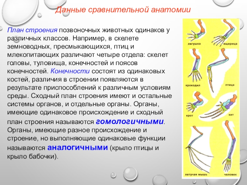 Доказательство эволюции позвоночных. Общий план строения позвоночных. Типы конечностей позвоночных. Строение конечностей позвоночных животных. Общий план строения позвоночных организмов.