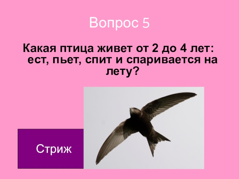 Чудо вопросы. Стриж. Стрижи спариваются на лету. Стриж картинка. Стрижи спят на лету.