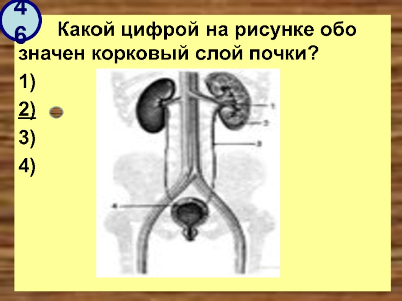 На рисунке цифрой 1 обозначен почки. Какая цифра на рисунке. Какой цифрой на рисунке обозначен корковый слой почки?. Корковый слой почки рисунок. Какой цифрой на изображении обозначен корковый слой почки?.