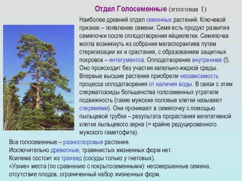 Голосеменные кратко и понятно самое важное. Отдел Голосеменные сосна гинкго. Голосеменные растения доклад. Сообщение о голосеменных 5 класс биология. Сообщение о голосеменных растениях.