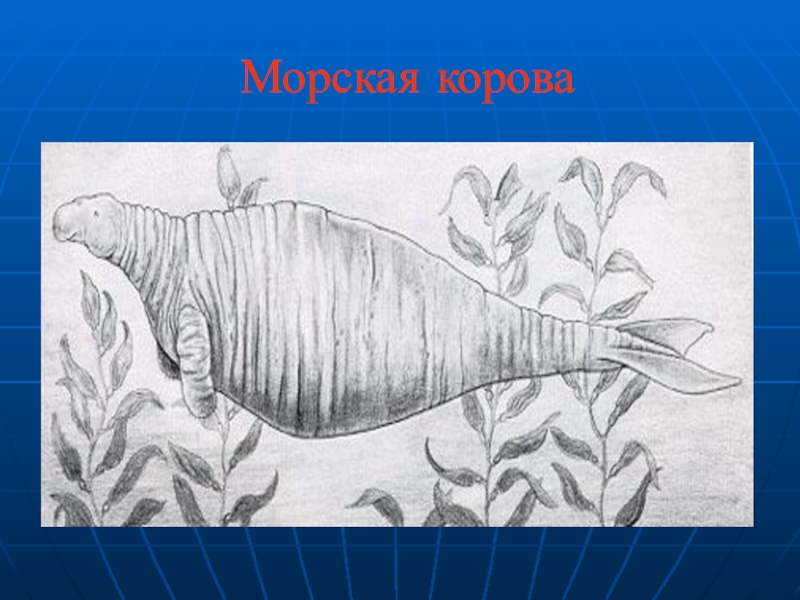 Картинка морская корова из красной книги