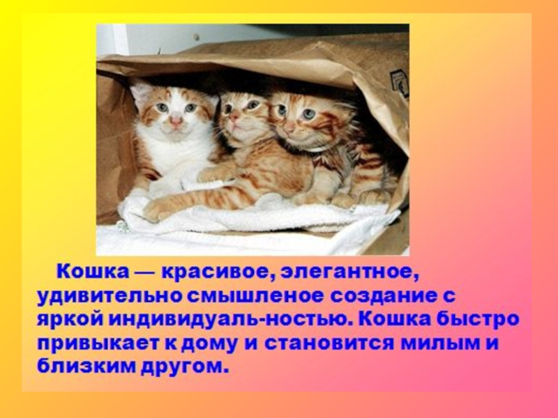 Презентация про котят