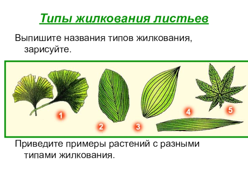Сетчатое жилкование характерно для растений