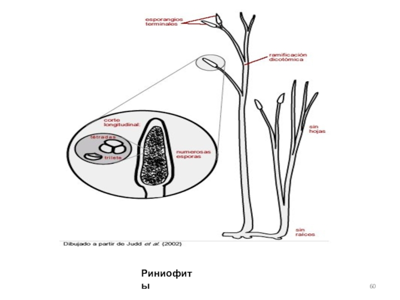 Строение риниофитов рисунок