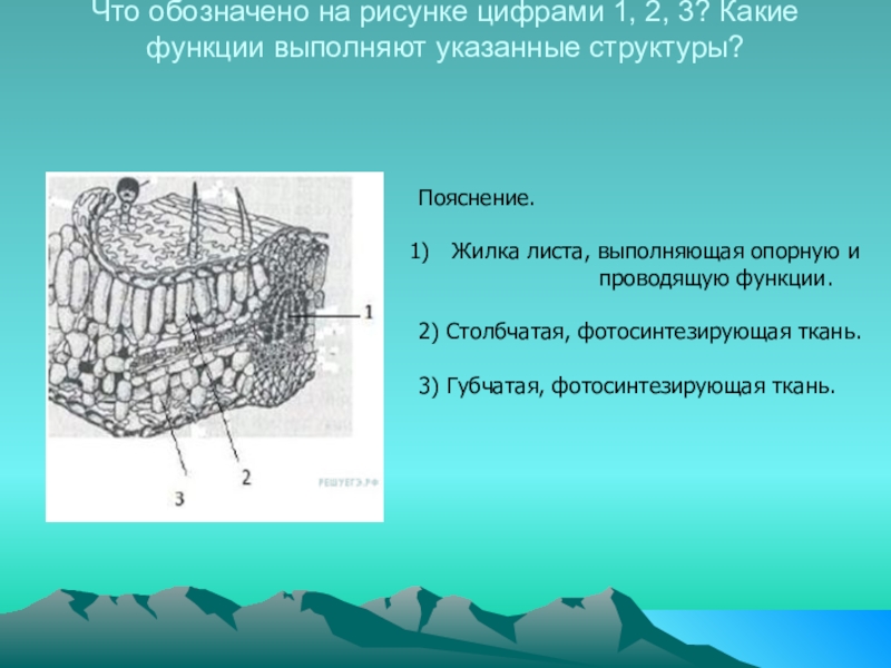 На рисунке под цифрой 2 обозначена. Что обозначено цифрами на рисунке?. Что обозначают цифры. Что обозначено цифрами 1, 2, 3?. Что обозначено на рисунке цифрами 1.2 3.