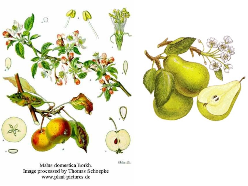 Плод отдела покрытосеменных. Покрытосеменные рисунок. Покрытосеменные растения рисунок. Покрытосеменные яблоня. Покрытосеменные цветок плод.