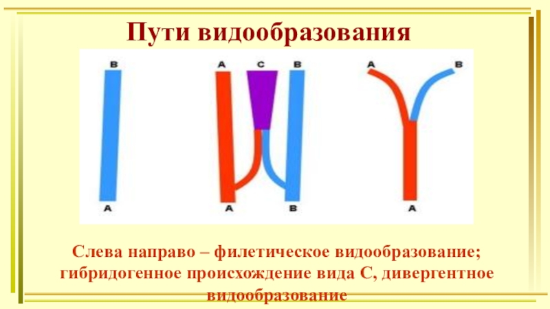 Какой способ видообразования изображен на рисунке. Пути видообразования филетическое гибридогенное. Типы видообразования филетическое. 3 Способа видообразования. Пути видообразования схема.