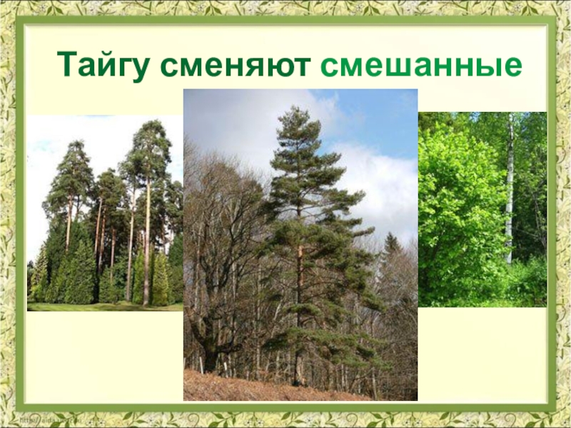 Зона лесов окружающий. Смешанные леса 4 класс. Смешанный лес 4 класс. Окружающий мир смешанные леса. Смешанные леса 4 класс окружающий мир.