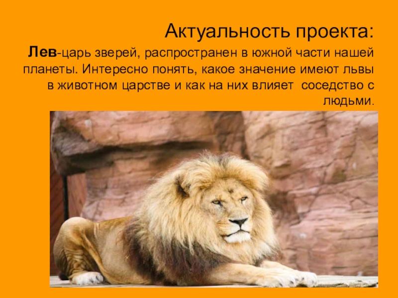 Можно считать что львы. Лев царь зверей. Проект про Льва. Лев царь зверей картинки. Как как Лев царь зверей.
