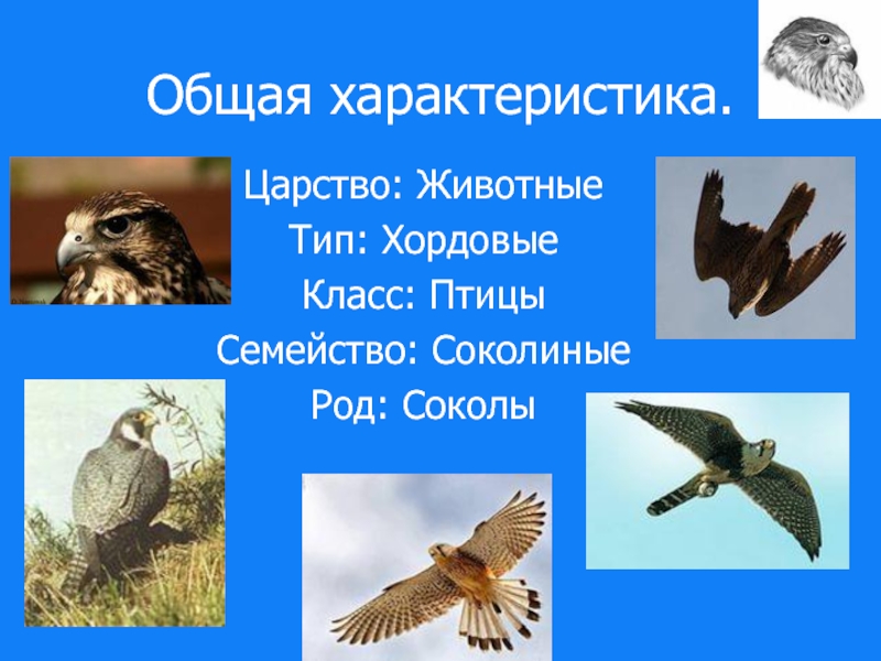 Царство животные тип хордовые класс. Тип хордовы КЛАССПТИЦЫ. Хордовые птицы. Тип Хордовые птицы. Птицы Тип и класс.